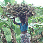 A typical Sri Lankan scene  a woman collecting firewood