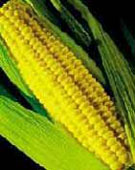 Photograph of Corn